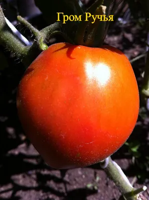 Купить семена помидор Платинум F1 на дачу почтой | оптом и в розницу