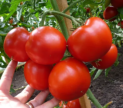 Апрельские заботы овощеводов. Какие помидоры надо поливать? | 13.04.2023 |  Новокубанск - БезФормата