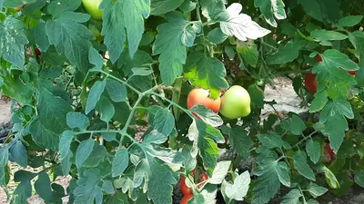 Томаты Махитос желтый - купить с доставкой в Самаре в Перекрёстке