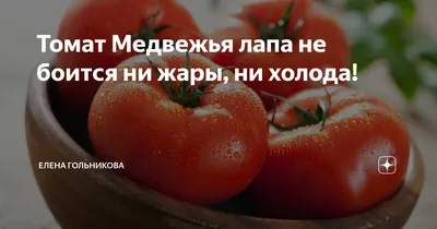 Семена Помидор Медвежья Лапа – купить в интернет-магазине OZON по низкой  цене