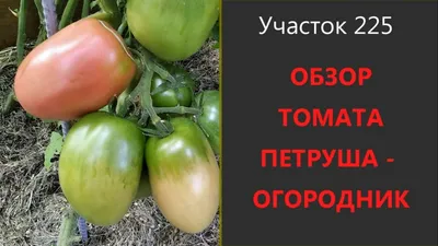 Семена томатов Петруша Огородник Сибирский сад 145297186 купить в  интернет-магазине Wildberries