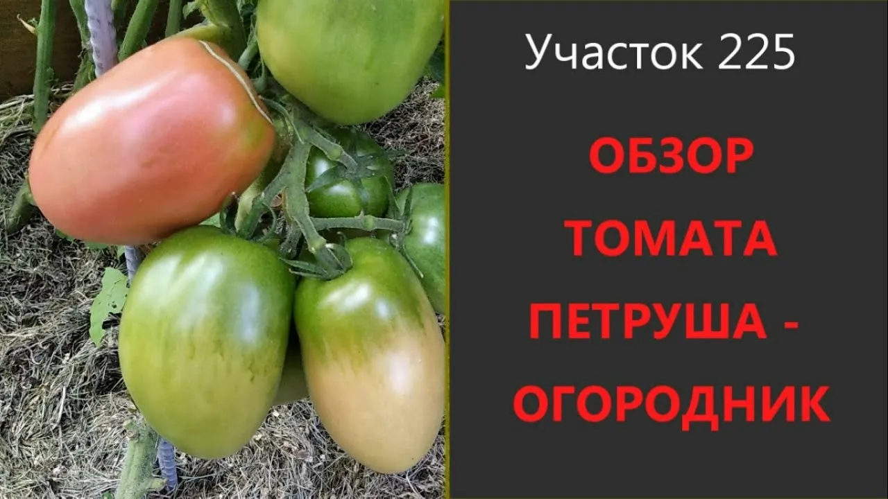 Помидоры петруша огородник описание сорта фото отзывы. Томат Петруша огородник. Томат Петруша огородник Сибирский сад. Томат Сибирская тройка характеристика и описание сорта. Петруша-огородник томат описание и фото отзывы.