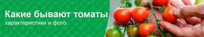 Советы огородникам Бурятии. Когда сажать помидоры на рассаду - Общество -  Новая Бурятия