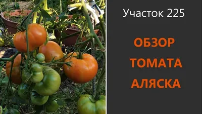 Томат Розовый перезвон (серия Домашняя заготовка) (А) 0,1гр Помидоры.  Томаты- Каталог Remont Doma