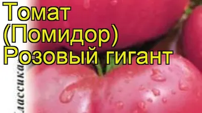 Томат \"Розовый великан\" ТМ \"Весна\" 0.1г купить почтой в Одессе, Киеве,  Украине | Agro-Market