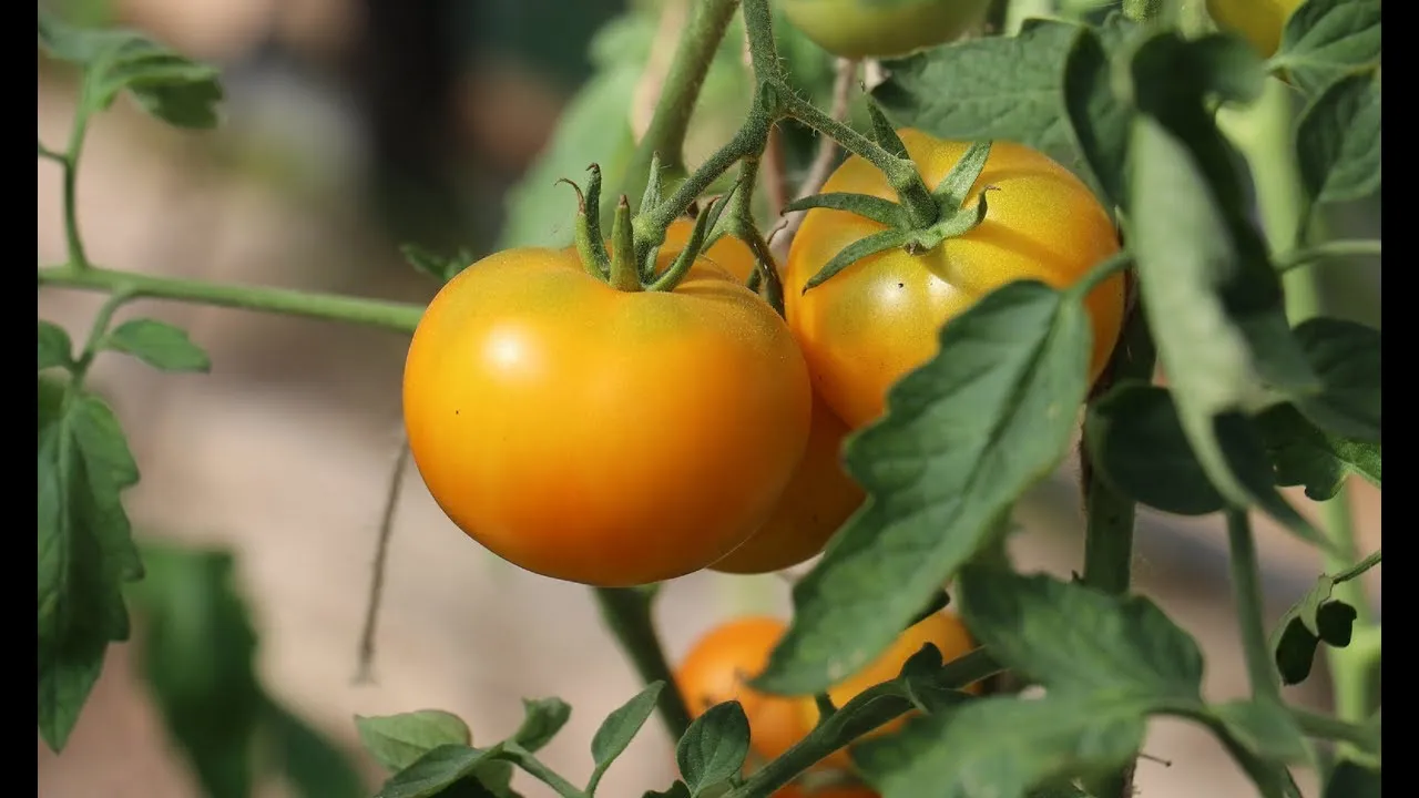Урожайность помидор санька