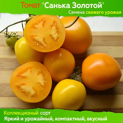 Томат сорта Санька - купить семена по низкой цене – отзывы, описание,  агротехника