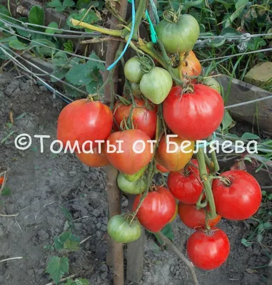 Томат Алсу • Описание, ОТЗЫВЫ(24), Фото, Купить семена.