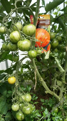 Амурский тигр - А — сорта томатов - tomat-pomidor.com - отзывы на форуме |  каталог