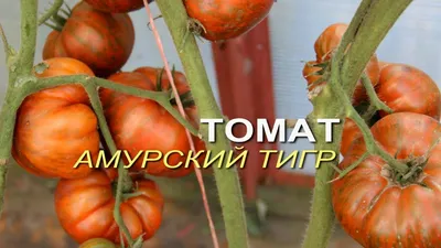 Семена томатов Розовый сибирский тигр - купить в Астане
