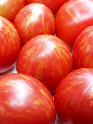 АМУРСКИЙ ТИГР! ОБЗОР СОРТОВ ТОМАТОВ! - Зеленый Огород - tomat-pomidor.com