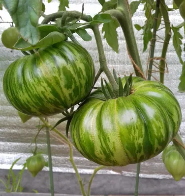 Семена томатов Амурский тигр помидоры - 2 упаковки — купить в  интернет-магазине по низкой цене на Яндекс Маркете