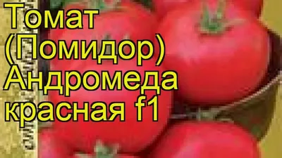 Помидоры «Андромеда»: описание сорта, отзывы, фото. | https://agro-sales.ru  | Дзен