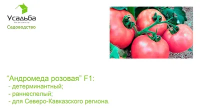 ТМ ВЕЛЕС Томат Андромеда плюс F1 0,1г: продажа, цена в Львове. Семена и  рассада овощных культур от \"GARDEN-LINE ОПТОВЫЙ АГРОМАГАЗИН\" - 1355328103