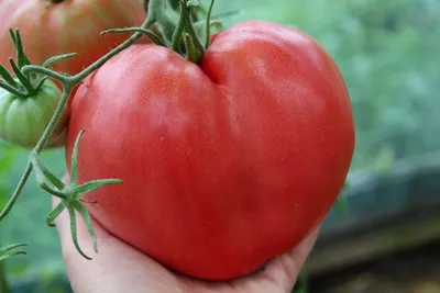 Семена томатов Андромеда фирма Аэлита - «лучшие томаты для Сибири» | отзывы