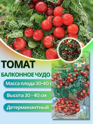 Томат \"Балконное чудо\" балконный, скороспелый, низкорослый купить по цене  65 ₽ в интернет-магазине KazanExpress