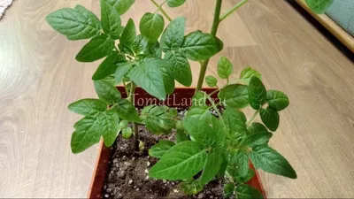 Помидоры \"Балконное чудо\". Мой плодовый дебют. | Ok Plants | Дзен