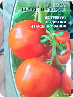 Томат Белый налив 241 0,05 г Удачные семена купить в интернет-магазине  RemontDoma