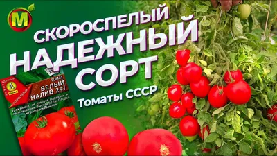 Томаты Агрофирма Аэлита низкорослые томаты - купить по выгодным ценам в  интернет-магазине OZON (821303160)