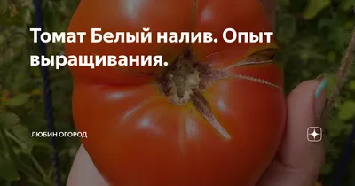 Отзыв о Семена томатов Поиск \"Белый налив 241\" | Универсальный,  раннеспелый, вкусный сорт томатов.