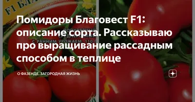 Помидоры Благовест F1: описание сорта. Рассказываю про выращивание  рассадным способом в теплице | О Фазенде. Загородная жизнь | Дзен