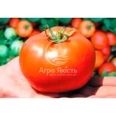 Купить томат Бобкат F1 F1 20 семян цена в интернет-магазине Агро Качество