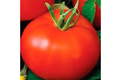 Семена томатов (помидор) Бобкат F1 (Bobcat F1) купить в Украине - Komirnyk