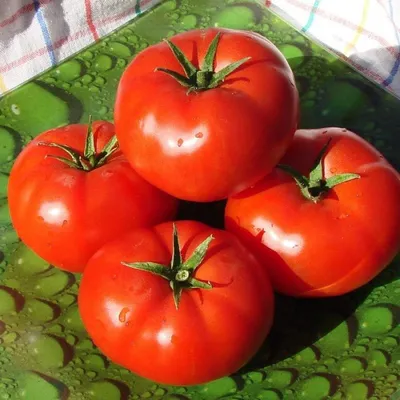 Семена \"Дом семян\": томат Бобкат F1 - «Получила большой урожай» | отзывы