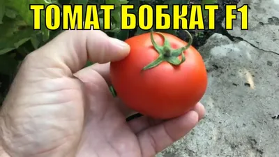 Томат Бобкат F1 10 семян Syngenta от интернет-магазина \"Сад Бокс\"