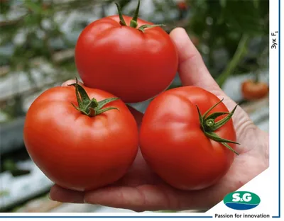 Томат Бобкат F1 🌱 - купить семена томата в Украине | FLORIUM.UA✓
