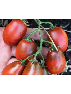 Черные томаты: лучшие сорта, сроки посева семян - полезные статьи о  садоводстве от Agro-Market