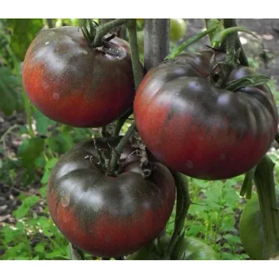 Де-барао черный - Tomato64