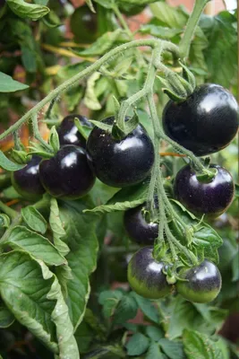 Помидоры Черный мавр - сладкий сорт с необычным окрасом плодов