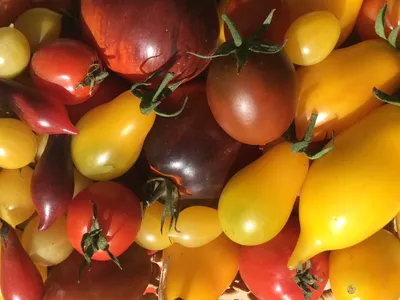 Лучшая 20-ка черных томатов и перцев - YouTube