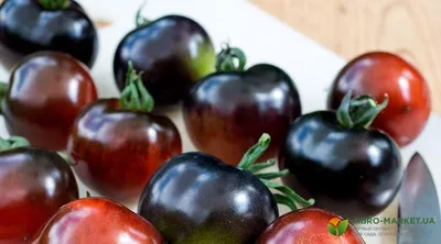 Отзыв о Семена томата Агрофирма Седек \"Черный мавр\" | Экзотические томаты в  нашей теплице