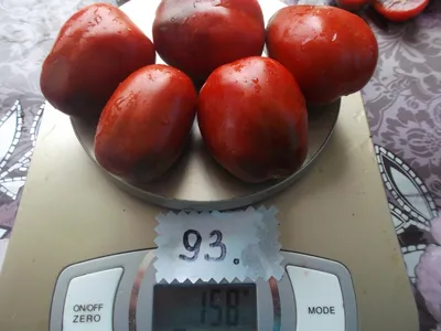 Семена томатов (помидор) Черный Слон купить в Украине | Веснодар