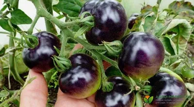 Помидоры Черный мавр: описание сорта. Очень нежные помидоры с потрясающим  вкусом | Огородные шпаргалки | Дзен