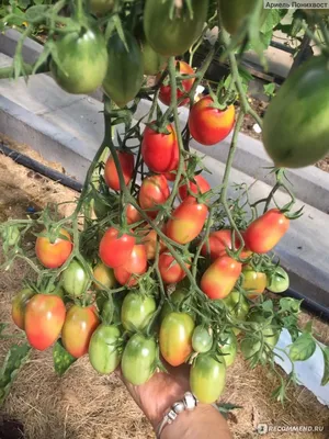 Помидоры Чио-Чио-сан: описание сорта. Настоящие томатные «конфетки» и их  выращивание | Огородные шпаргалки | Дзен