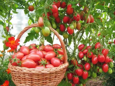 Чио-Чио-Сан - Ч — сорта томатов - tomat-pomidor.com - отзывы на форуме |  каталог