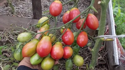 Семена томат Гавриш Чио-чио-сан 58091 - характеристики и описание на  Мегамаркет