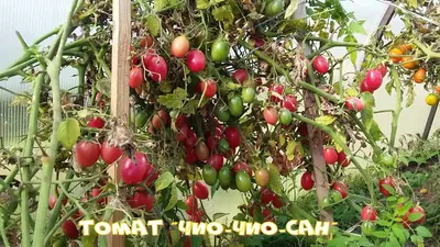 Чио-Чио-Сан - Ч — сорта томатов - tomat-pomidor.com - отзывы на форуме |  каталог
