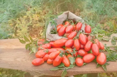 Томат Чио Чио Сан - основные правила выращивания помидоров – Вкуснодарка