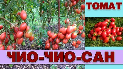 Томат Чио-Чио-Сан, семена | ОГОРОД.сайт