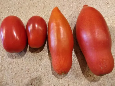 Семена томат Гавриш Чио-чио-сан 58091 - характеристики и описание на  Мегамаркет