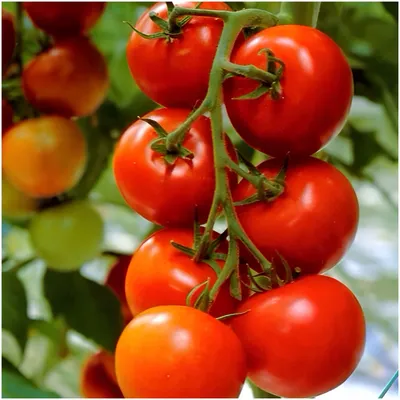 Гипермаркет семян Семена томат \"Чио-чио-сан\"