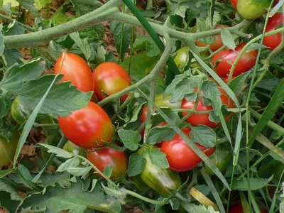 Помидоры Чио-Чио-сан: описание сорта. Настоящие томатные «конфетки» и их  выращивание | Огородные шпаргалки | Дзен