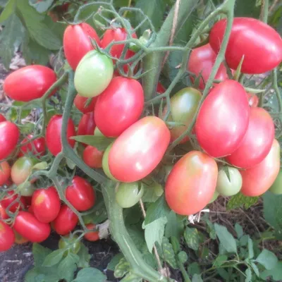 Отзыв о Семена томата Гавриш Чио-Чио-Сан | Универсальные, помидоры и огурцы  дружат и в салате и в банке