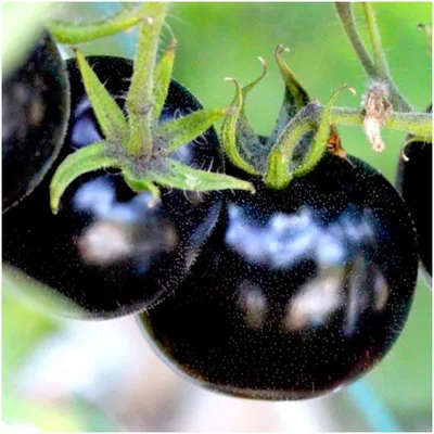 Гипермаркет семян Семена томат \"Чио-чио-сан\"