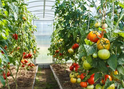 Фуршет - Скандальна ціна - Продукты и напитки - Помидоры, томаты - Скидки и  акции супермаркетов в городе Прилуки