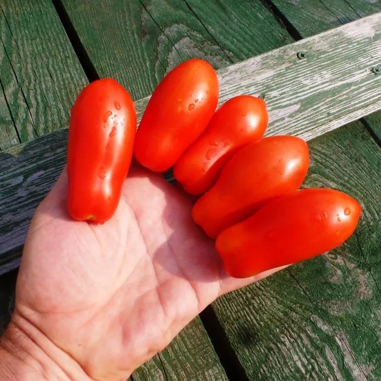 Томат Дамский пальчик. Томат дамские пальчики семена. Семена помидор дамские пальчики. Черри дамские пальчики. Семена дамские пальчики